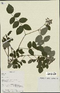 spécimen de Rubus sp.