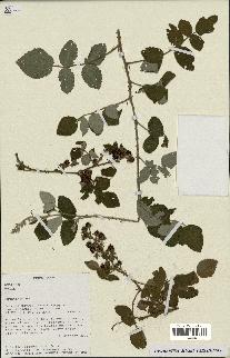 spécimen de Rubus sp.