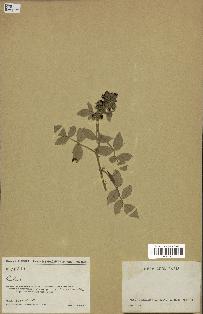 spécimen de Rubus sp.