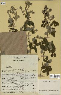 spécimen de Rubus sp.