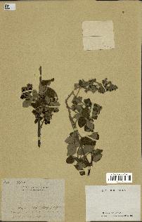 spécimen de Rubus sp.