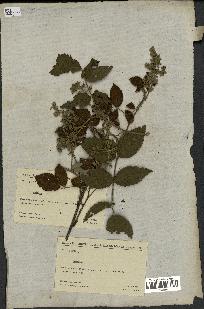 spécimen de Rubus sp.