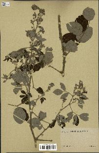 spécimen de Rubus sp.