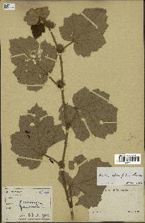 spécimen de Rubus alceifolius