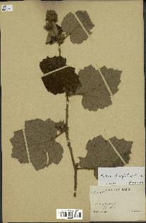 spécimen de Rubus alceifolius