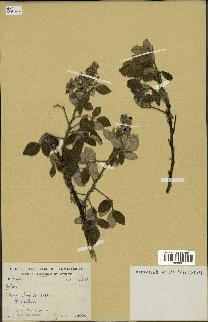 spécimen de Rubus sp.