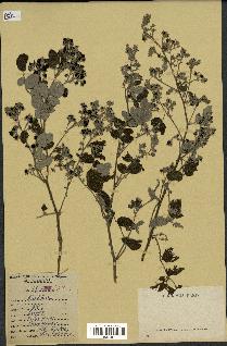 spécimen de Rubus sp.