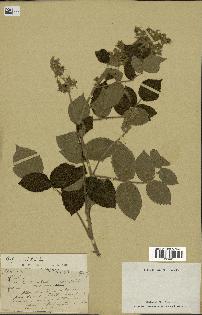 spécimen de Rubus sp.