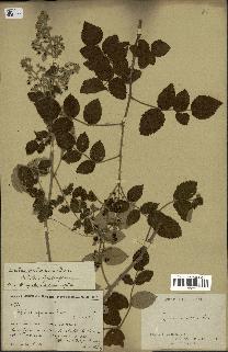 spécimen de Rubus apetalus