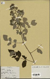spécimen de Rubus sp.