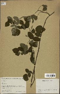 spécimen de Rubus sp.