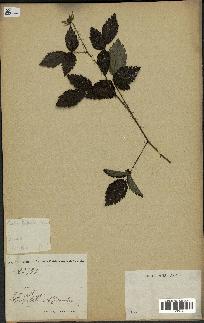 spécimen de Rubus trivialis