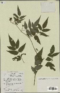 spécimen de Rubus rosifolius