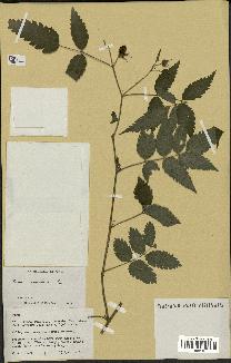 spécimen de Rubus rosifolius