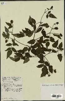 spécimen de Rubus rosifolius