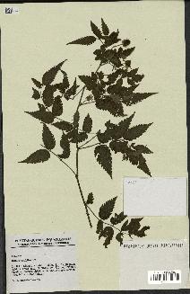 spécimen de Rubus rosifolius