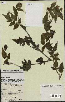 spécimen de Rubus rosifolius