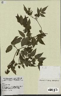 spécimen de Rubus rosifolius