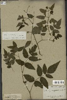 spécimen de Rubus rosifolius