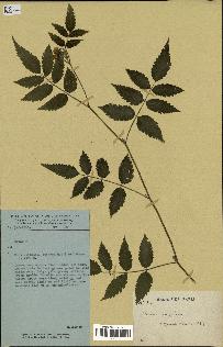 spécimen de Rubus rosifolius