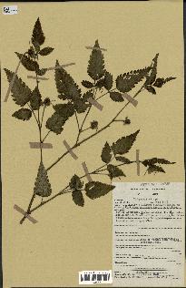 spécimen de Rubus rosifolius