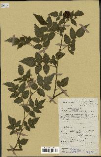 spécimen de Rubus rosifolius