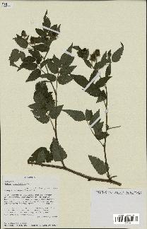 spécimen de Rubus rosifolius