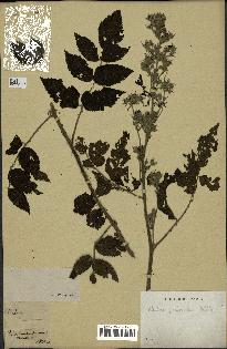 spécimen de Rubus pinnatus