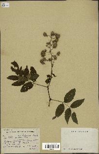 spécimen de Rubus pinnatus