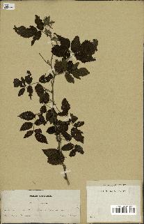 spécimen de Rubus pinnatus