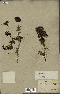 spécimen de Rubus pinnatus