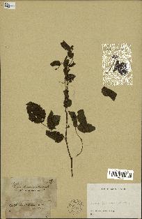 spécimen de Rubus pinnatus