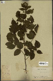 spécimen de Rubus pinnatus