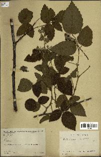 spécimen de Rubus pinnatus