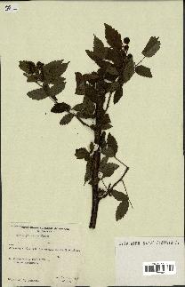 spécimen de Rubus pinnatus