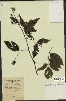 spécimen de Rubus pinnatus