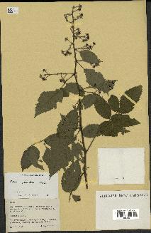 spécimen de Rubus pinnatus