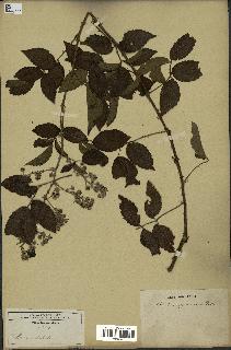 spécimen de Rubus pinnatus