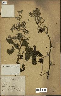 spécimen de Rubus pinnatus