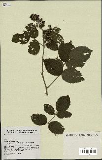 spécimen de Rubus pinnatus