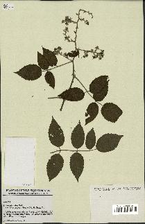 spécimen de Rubus pinnatus