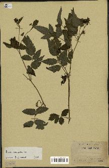 spécimen de Rubus rosifolius