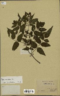 spécimen de Rubus rosifolius