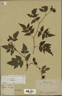 spécimen de Rubus rosifolius