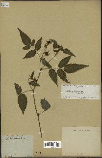 spécimen de Rubus rosifolius