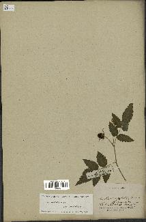 spécimen de Rubus rosifolius