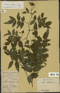 spécimen de Rubus rosifolius