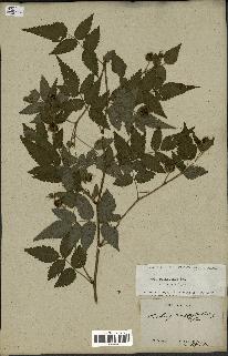 spécimen de Rubus rosifolius