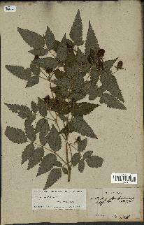 spécimen de Rubus rosifolius