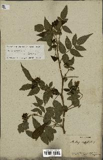 spécimen de Rubus rosifolius